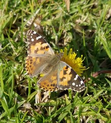 Vanessa cardui