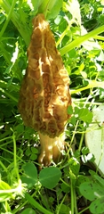 Morchellaceae