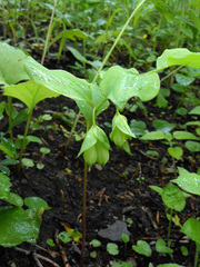 Polygonatum involucratum