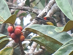 Psilopogon chrysopogon laetus