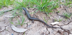 Heremites vittatus