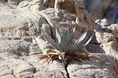 Agave turneri