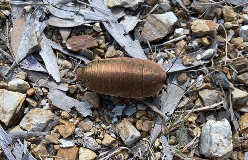 Genus Polyzosteria · iNaturalist