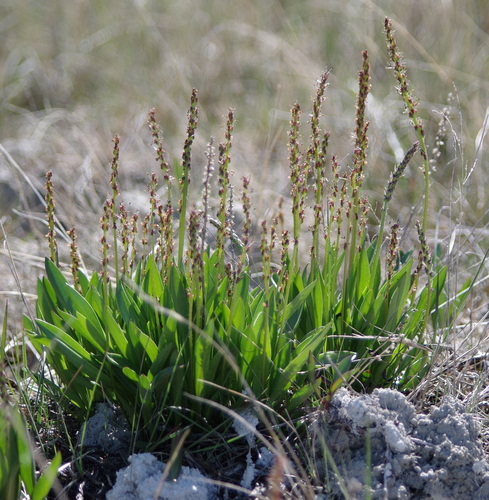 Plantago eriopoda