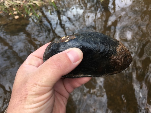 Louisiana Pearlshell