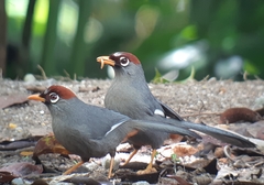 Pterorhinus mitratus