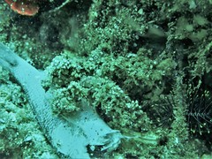 Camposcia retusa