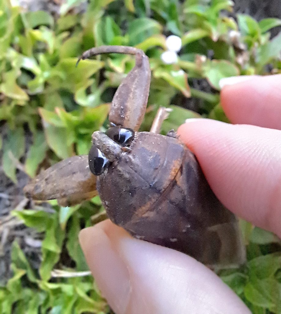 Uhler's Giant Water Bug from Opelousas, LA 70570, USA on September 21 ...