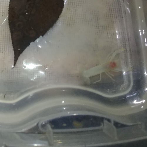 Orconectes inermis