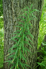 Polygonatum stenophyllum