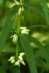 Polygonatum stenophyllum
