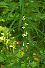 Polygonatum stenophyllum