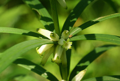 Polygonatum stenophyllum
