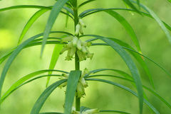 Polygonatum stenophyllum