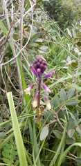 Bellevalia trifoliata