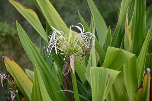 Poisonbulb (Crinum asiaticum)