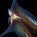 Blanket Octopuses - Photo (c) mbartick, some rights reserved (CC BY-NC)