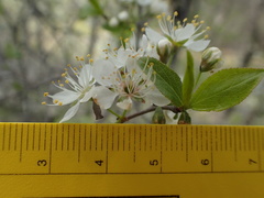 Prunus rivularis