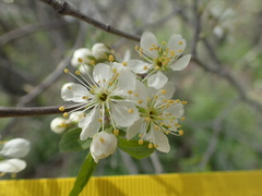 Prunus rivularis