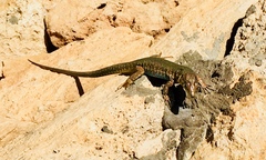 Podarcis filfolensis maltensis