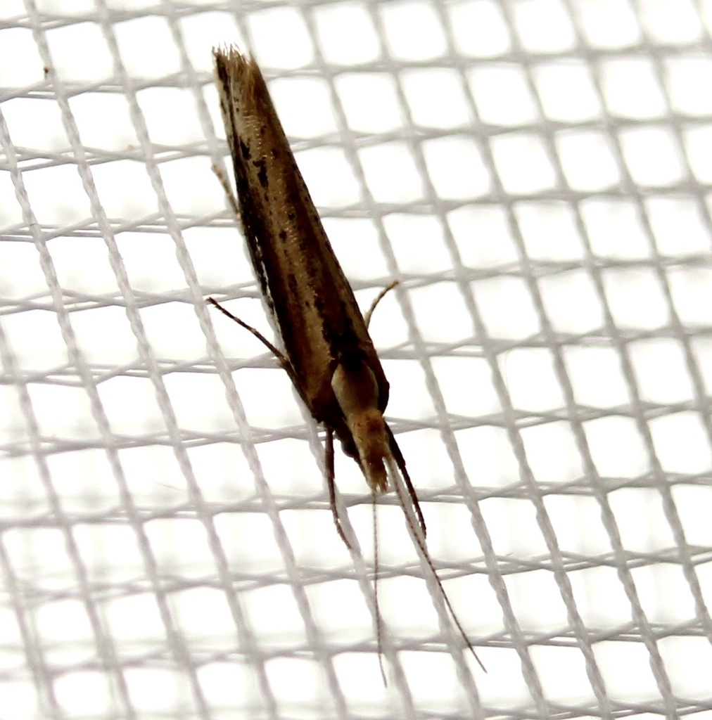 Ypsolopha from 78К-0009, Борок, Ярославская область, RU on September 21 ...