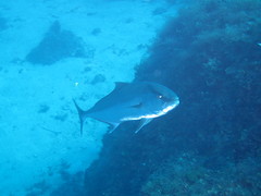 Seriola dumerili