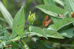 Calystegia dahurica