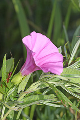 Calystegia dahurica