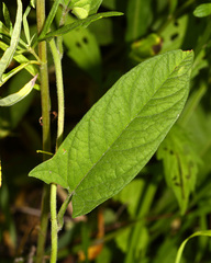 Calystegia dahurica
