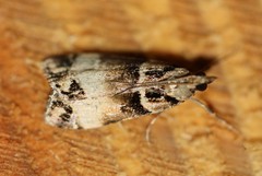 Eudonia periphanes