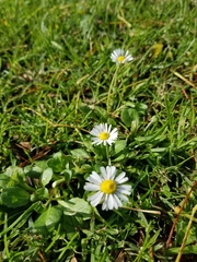 Bellis perennis