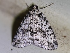 Pseudocoremia monacha