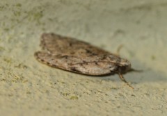 Phaeosaces compsotypa