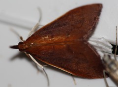 Udea daiclesalis
