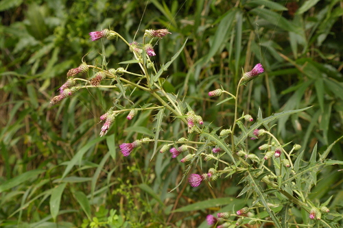 Cirsium yoshinoi iNat (2)
