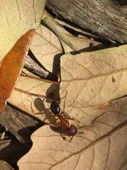 Camponotus floridanus