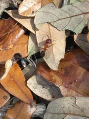 Camponotus floridanus