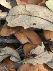 Camponotus floridanus