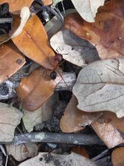 Camponotus floridanus