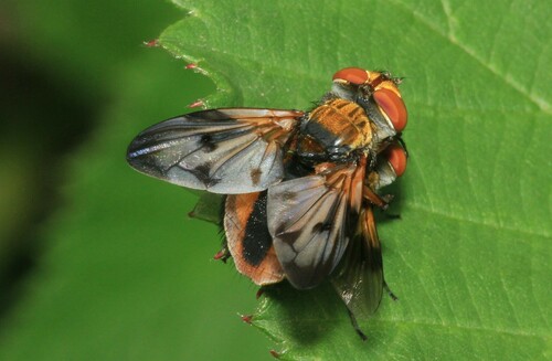Ectophasia crassipennis photo 6