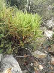 Crassula multiflora