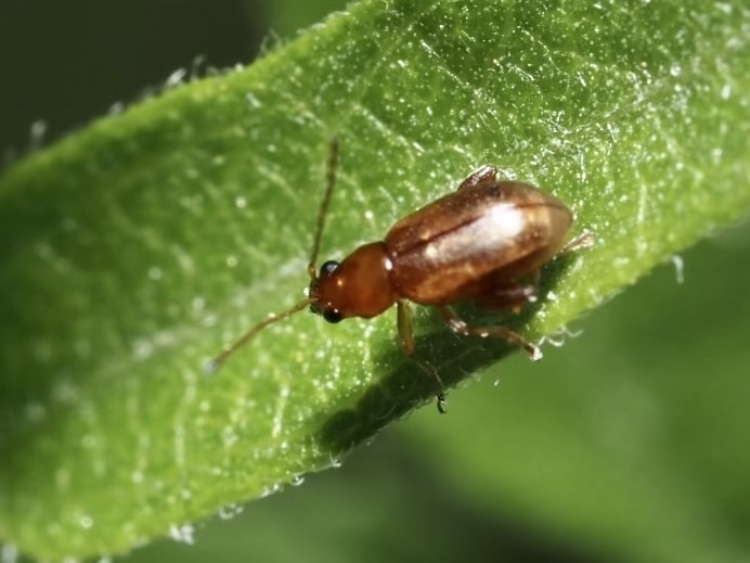 Longitarsus arenaceus