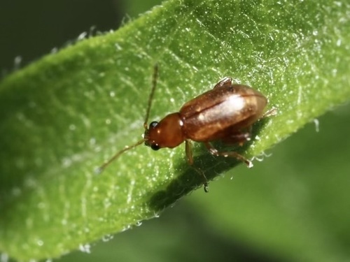 Longitarsus arenaceus