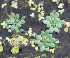 Callitriche cophocarpa