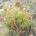 Crassula multiflora - Photo (c) Stuart Wilkins,  זכויות יוצרים חלקיות (CC BY-NC), הועלה על ידי Stuart Wilkins