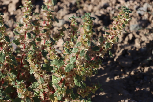 Image of Forsskaolea candida by (c) Tony Rebelo, some rights reserved (CC BY-SA)