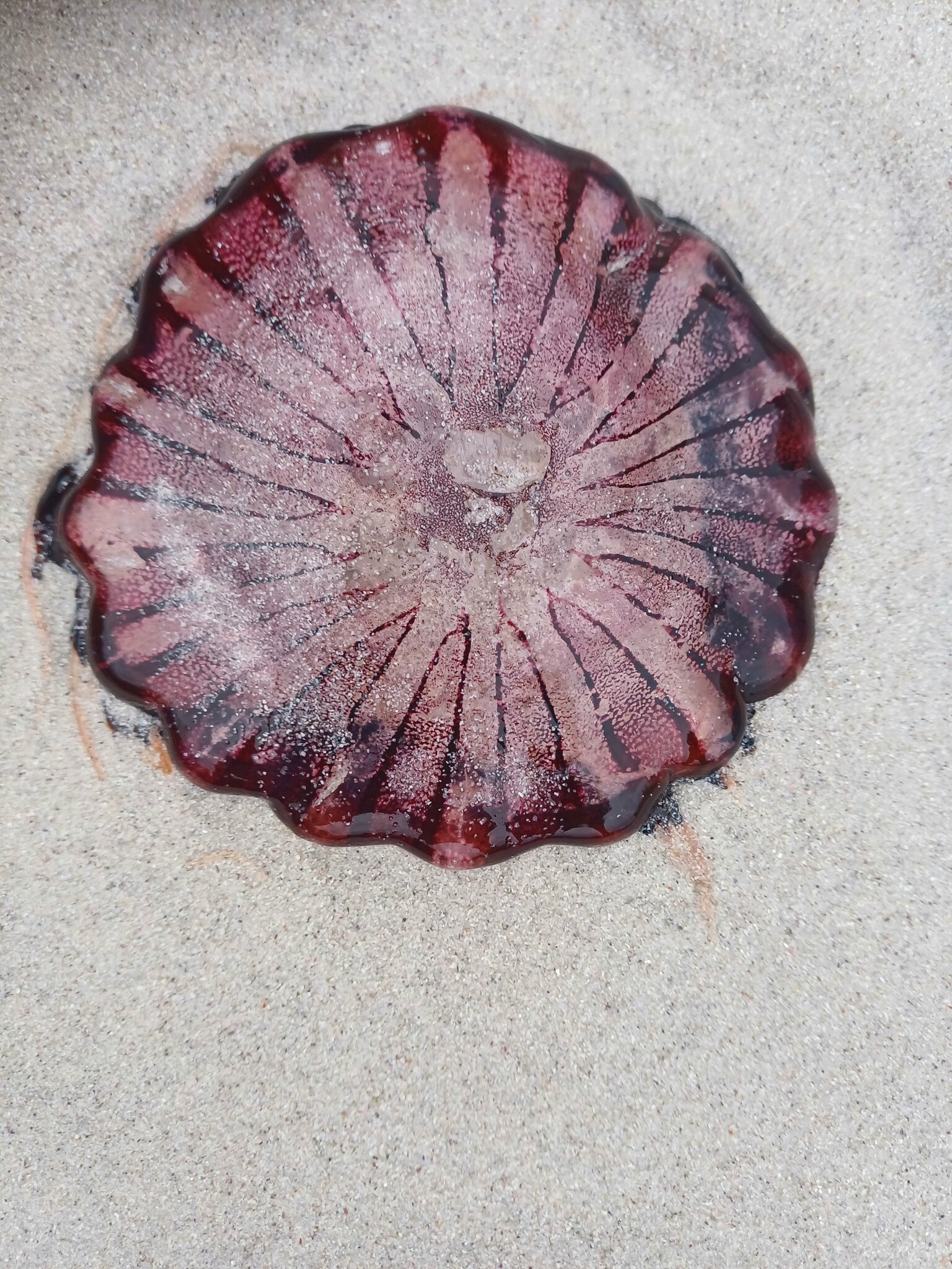 Chrysaora agulhensis Ras, Neethling, Engelbrecht, Morandini, Bayha, Skrypzeck & Gibbons, 2020
