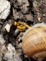 Armadillidium vulgare