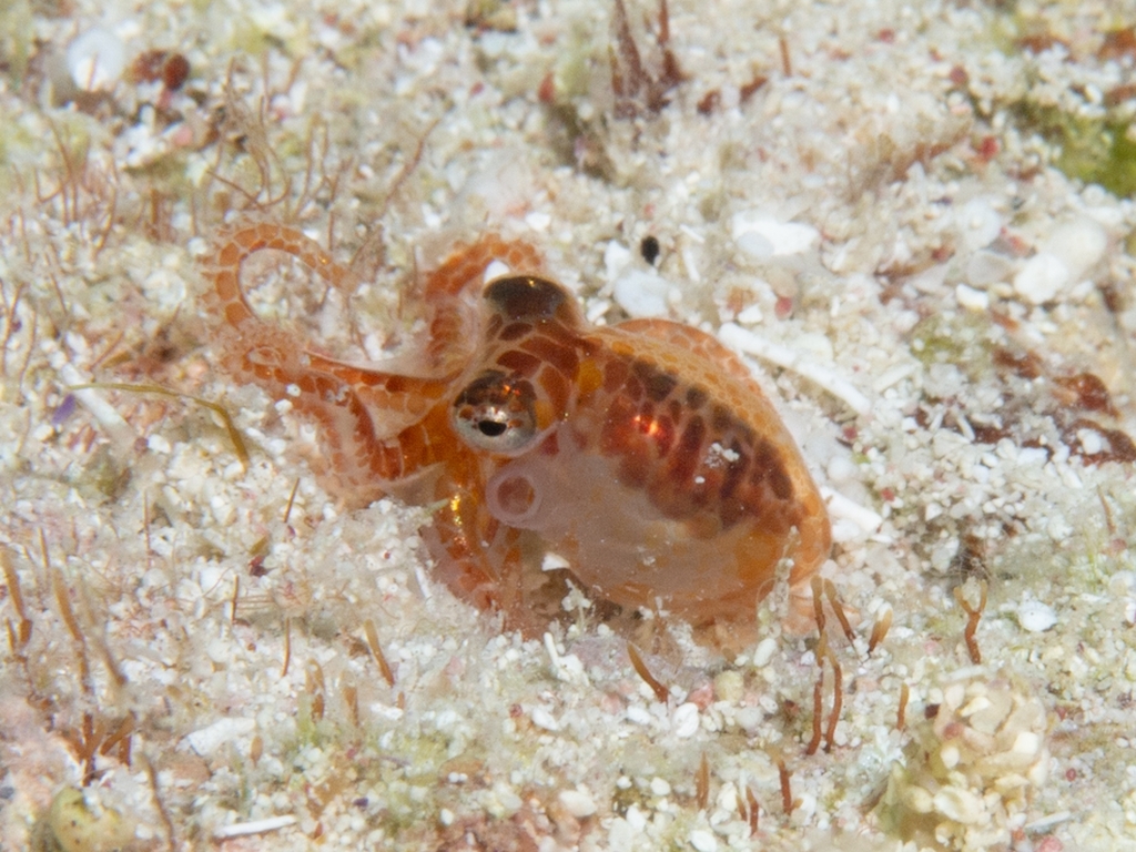 Atlantic Pygmy Octopus from West Bay, Cayman Islands on August 31, 2023