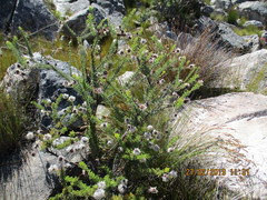 Serruria reflexa